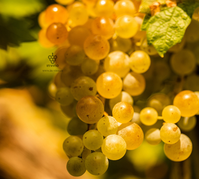 Rulandské bílé (Pinot Blanc) je zajímavé víno s bohatou historií