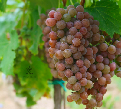Odrůda Pálava je spojením tradičního vinařství s moderním přístupem